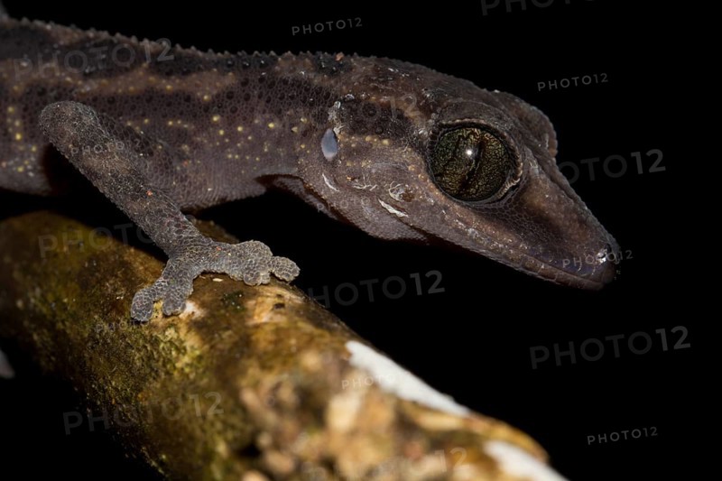Gecko (Paroedura gracilis) in the rainforest of Marojejy