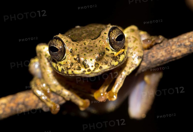 Ida's Bright-eyed Frog (Boophis idae) in the rainforest of Andasibe