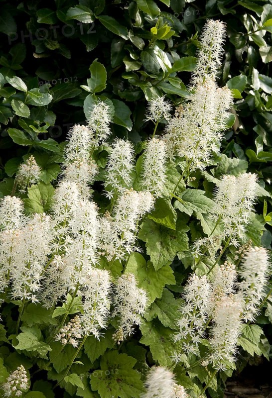 Heartleaf Foamflower (Tiarella cordifolia)