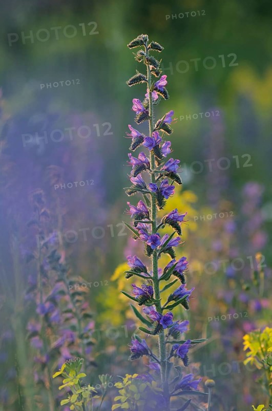 Viper's Bugloss or Blueweed (Echium vulgare)