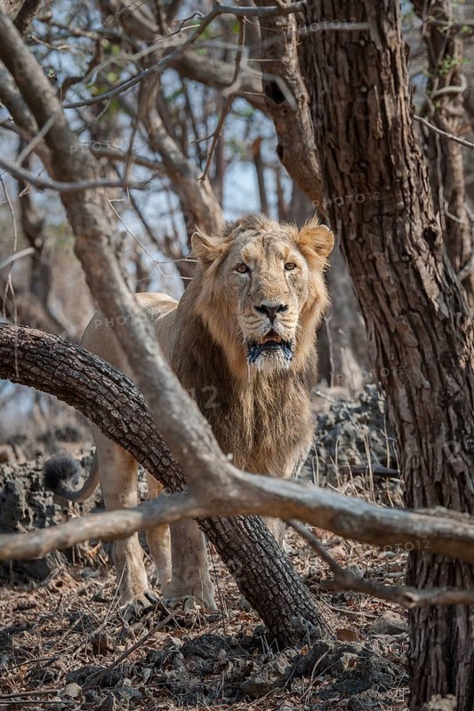 Asiatic lion (Panthera leo persica)