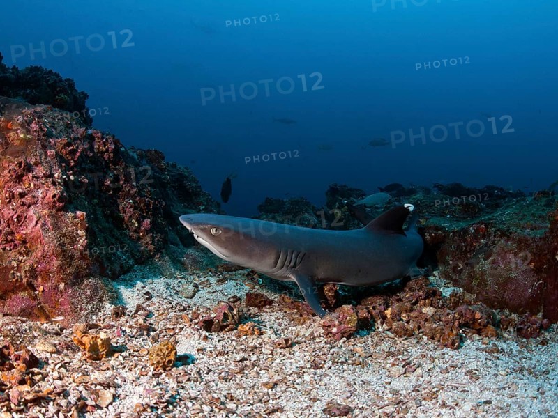 Whitetip reef shark (Triaenodon obesus)