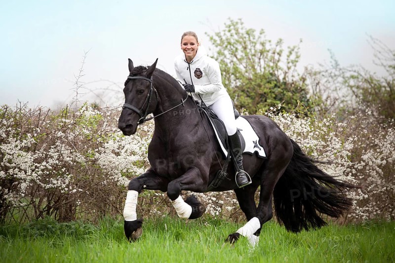 Friesian or Frisian horse