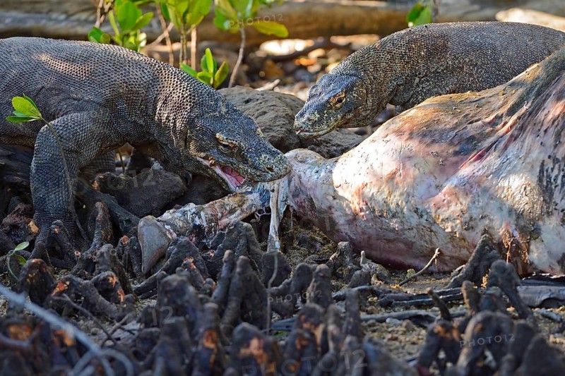 Komodo Dragons (Varanus komodoensis) feeding on the carcass of a wild buffalo that died in the mangrove area