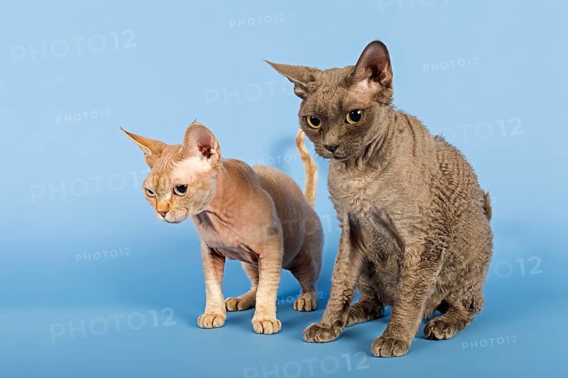 Two Devon Rex cat