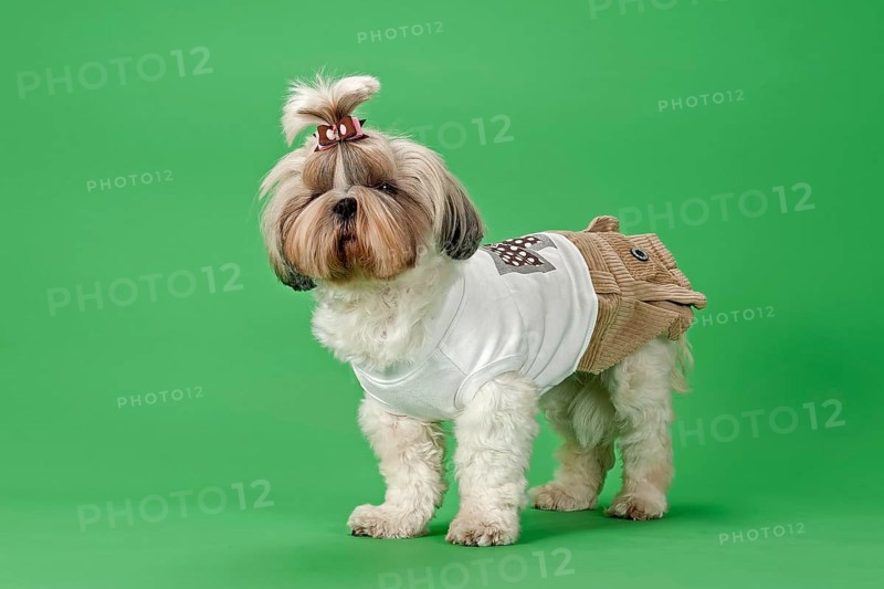 Shih-Tzu dog