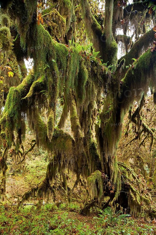 Hoh Rainforest