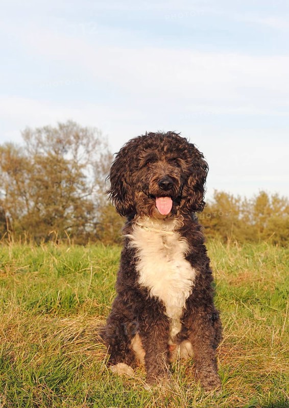 Aussiedoodle