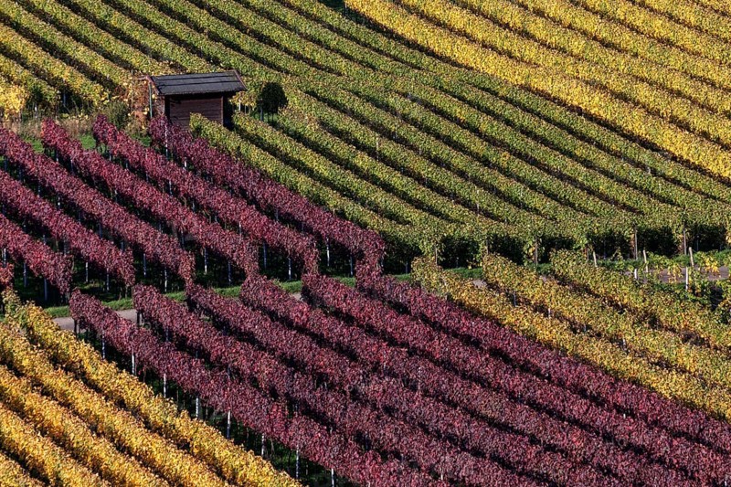 Vineyard in autumn colours