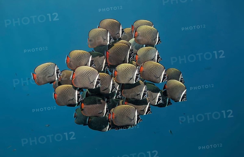 Swarm of Redtail butterflyfish (Chaetodon collare)