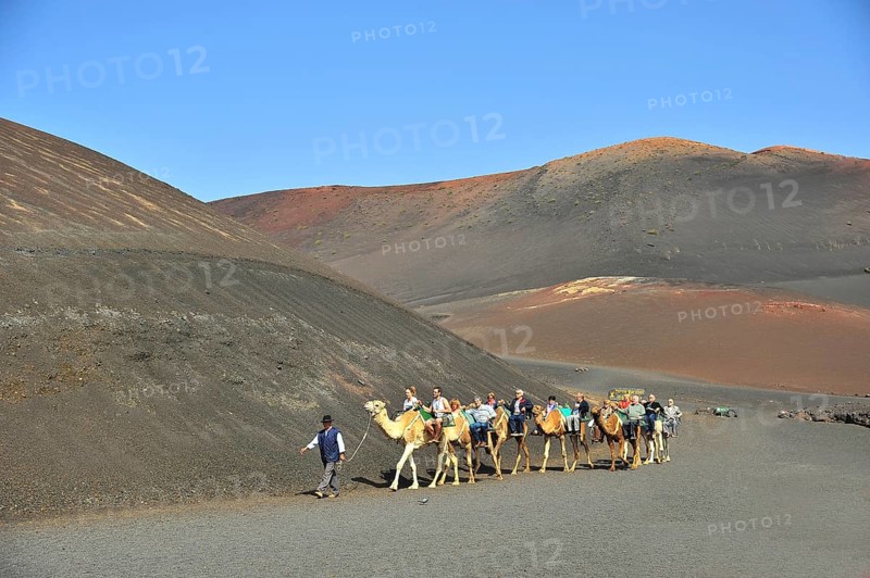 Dromedary ride