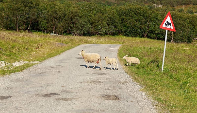 Sheep with two lambs crossing the road