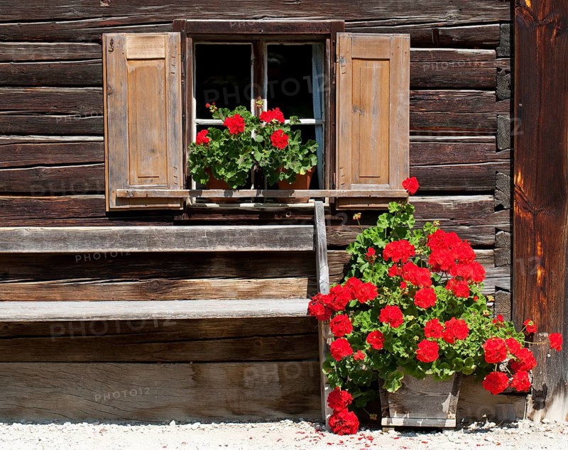 Window with geraniums