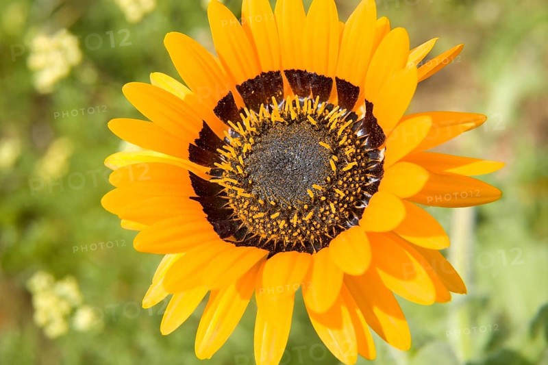 Cape Daisy (Arctotis fastuosa)