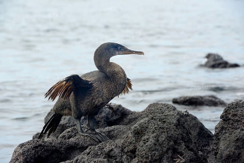 Flightless cormorant or Galapagos cormorant (Phalacrocorax harrisi)