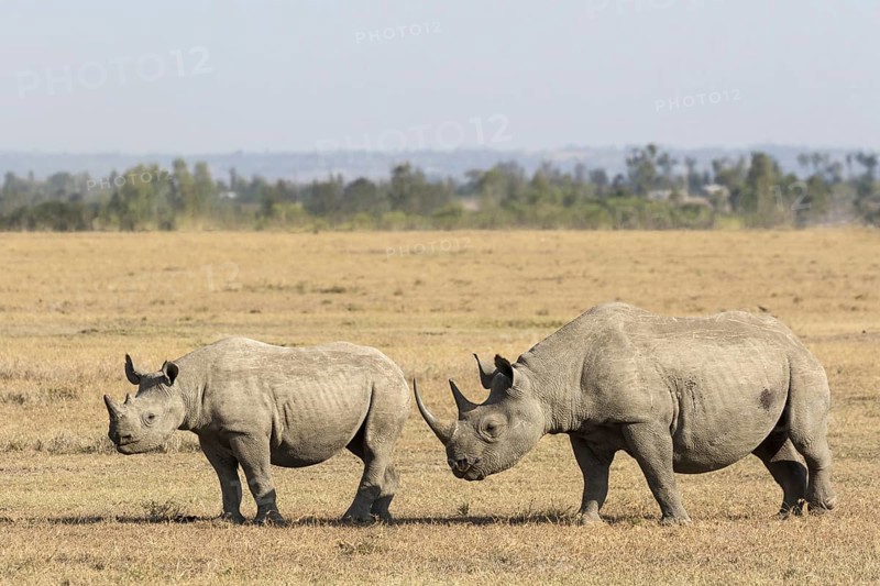 Black Rhinoceros (Diceros bicornis)