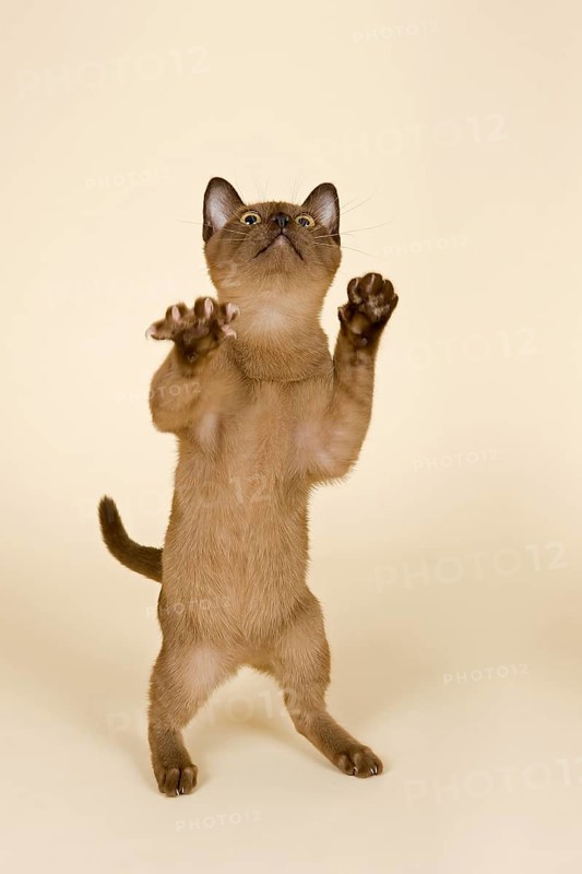 Tonkinese cat