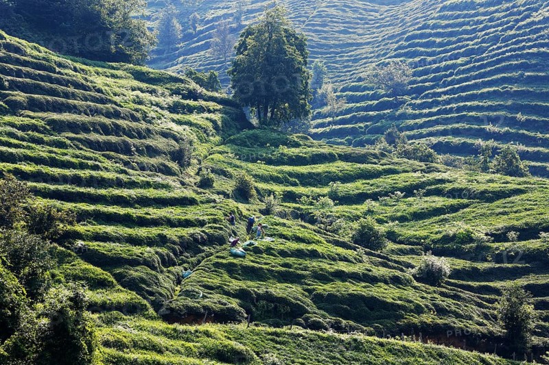 Tea plantations