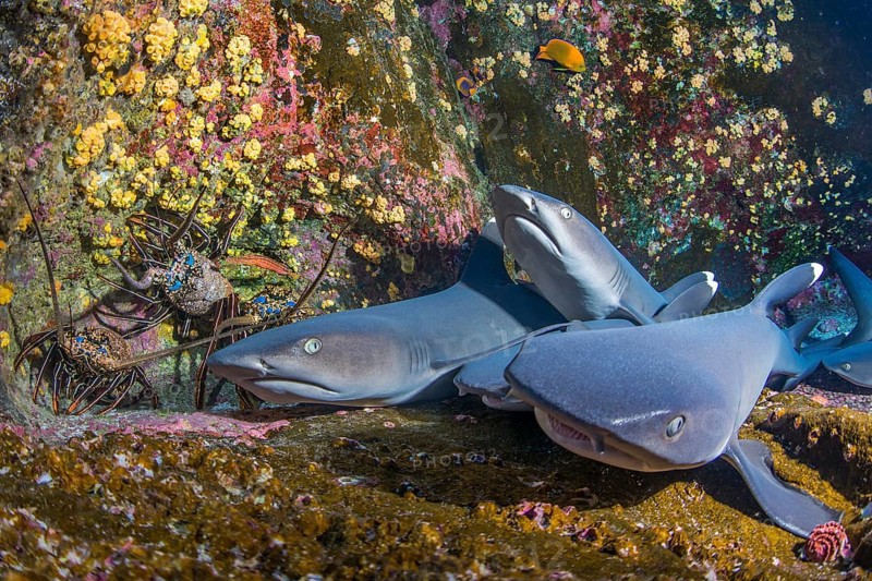 Whitetip Reef Sharks (Triaenodon obesus) at their resting place