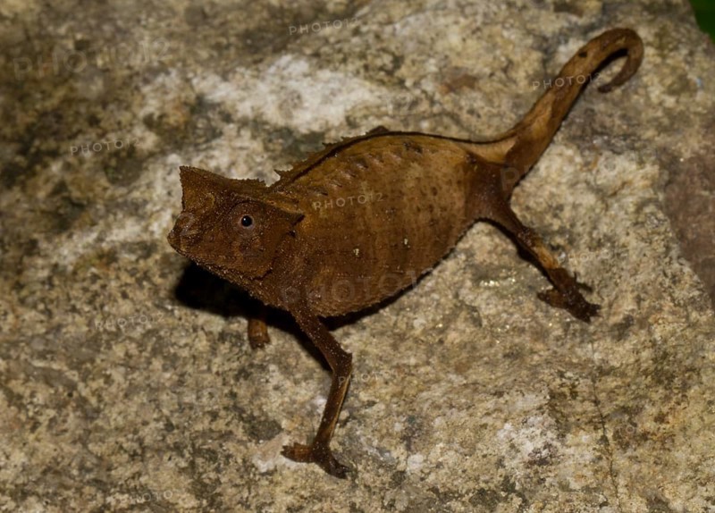 Brown Leaf Chameleon (Brookesia superciliaris) in the rainforest of Marojejy