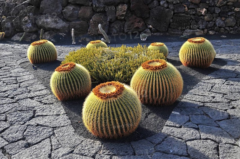 Giant Barrel Cactuses (Echinocactus platyacanthus) in the Jardin de Cactus