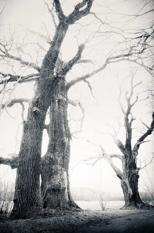 Old English oaks (Quercus robur)
