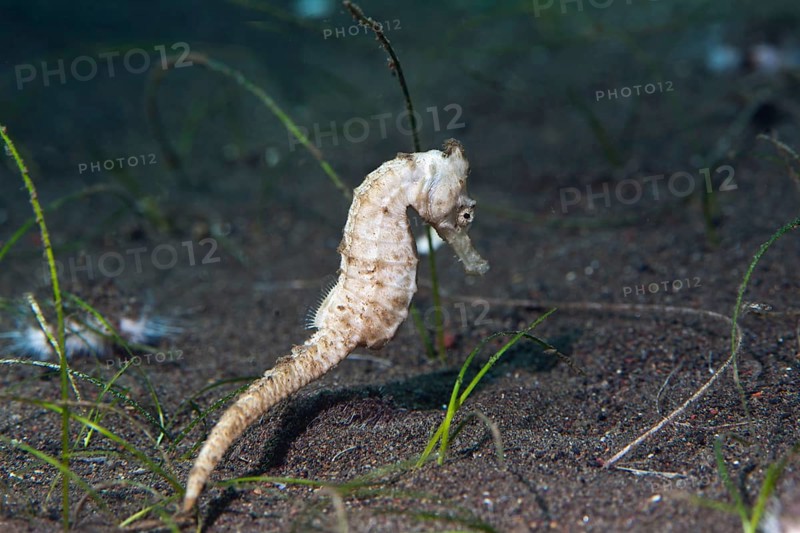 Spotted Seahorse (Hippocampus kuda)