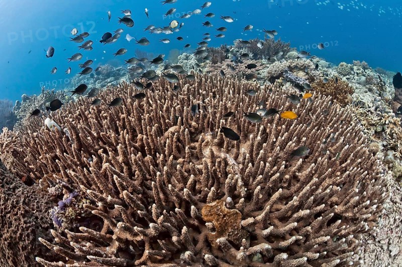 Damselfish (Chromis chromis) in the coral reef off Menjangan