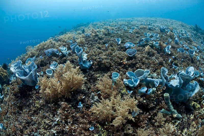 Tropical coral reef with blue sponges (Callyspongia) (Porifera)
