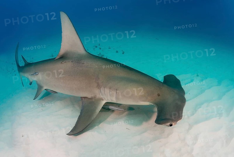 Great hammerhead shark (Sphyrna mokarran) Bimini