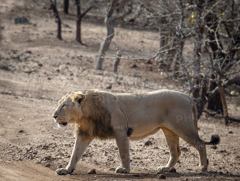 Asiatic lion (Panthera leo persica)