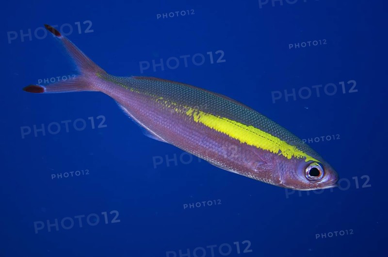 Wide-band Fusilier (Pterocaesio lativittata)