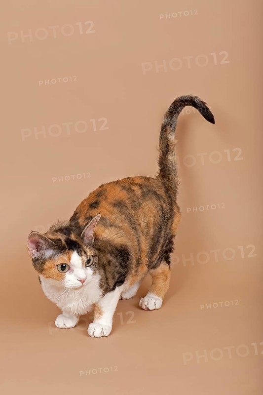 Devon Rex