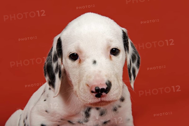 Dalmatian