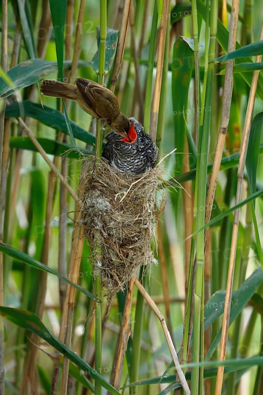 Cuckoo (Cuculus canorus)