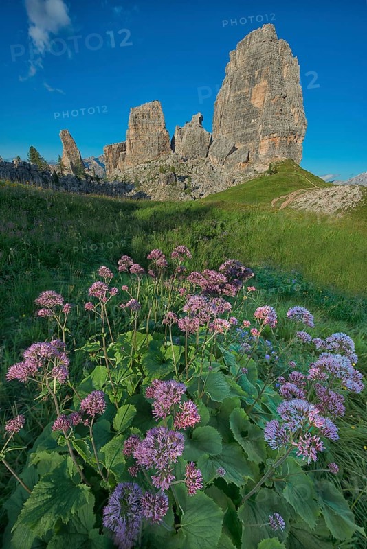 Cinque Torri with blue sky and a meadow of violet flowers in the foreground