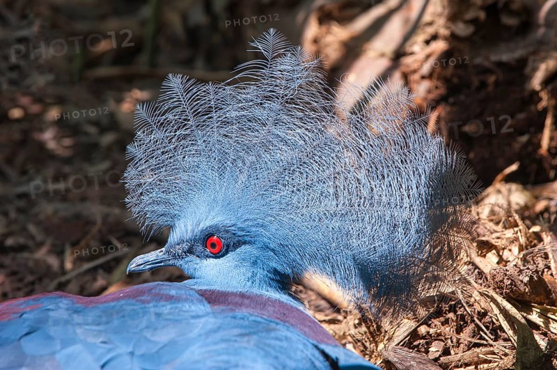 Western Crowned Pigeon or Common Crowned Pigeon (Goura cristata)