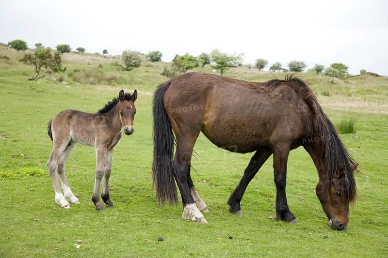 Horse with foal