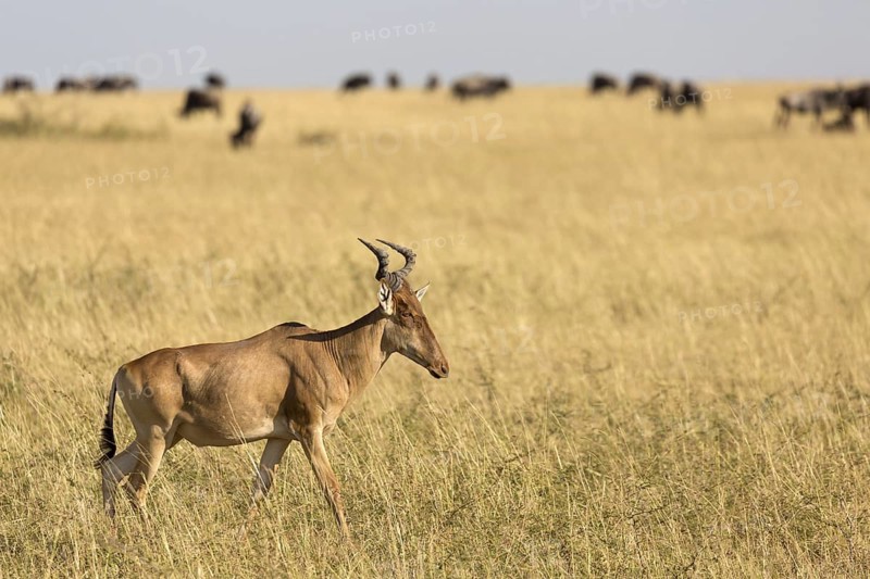 Coke's Hartebeest (Alcelaphus buselaphus cokii) adult
