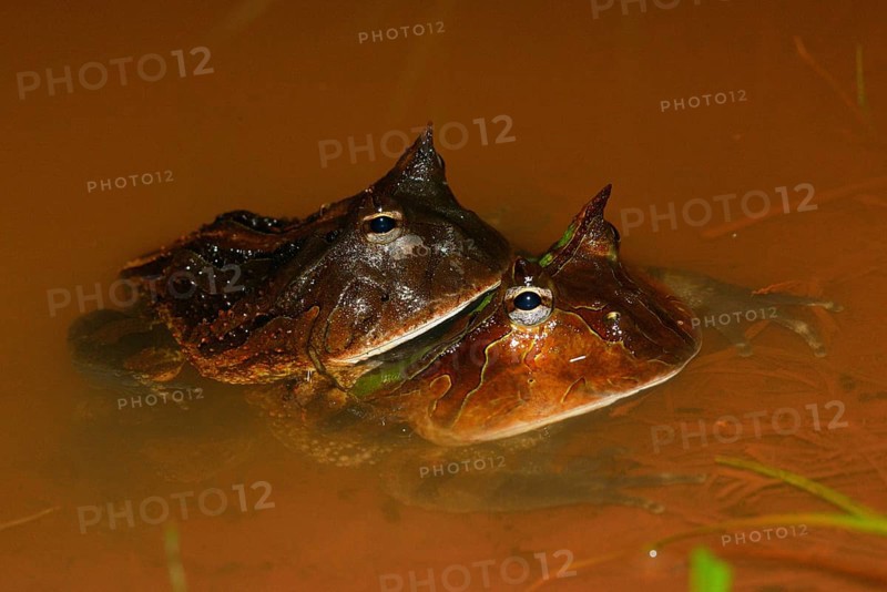 Amazonian horned frogs (Ceratophrys cornuta)