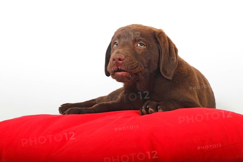 Chocolate Labrador Retriever puppy