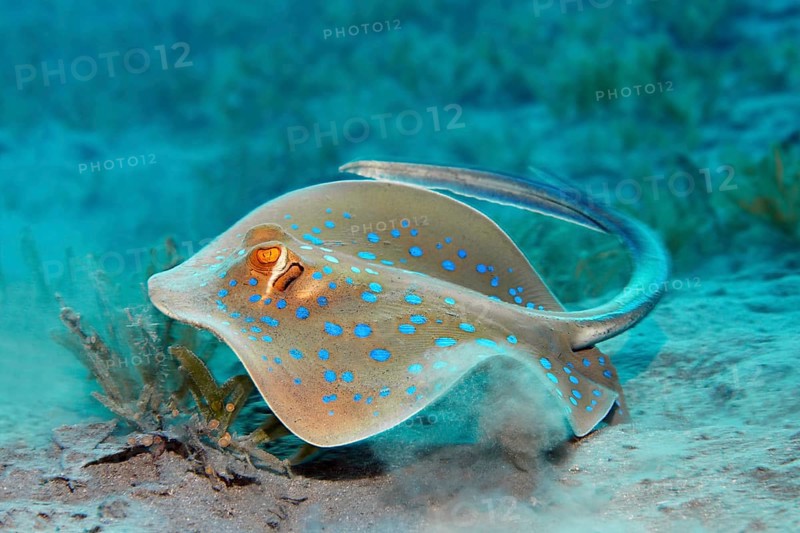 Bluespotted ribbontail ray (Taeniura lymma)