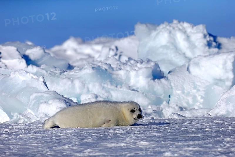 Harp Seal or Saddleback Seal (Pagophilus groenlandicus