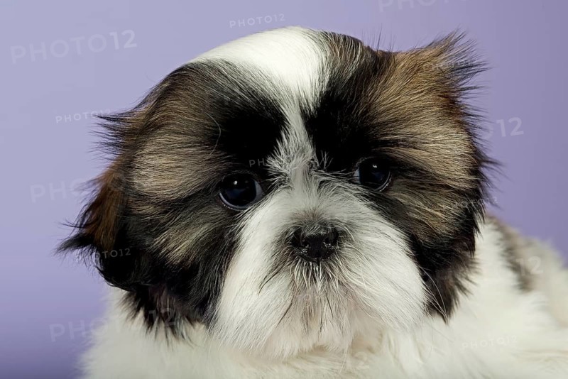 Shih Tzu puppy