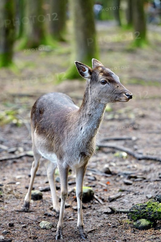 Fallow Deer (Dama dama)