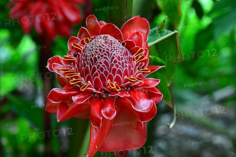 Torch Ginger (Etlingera elatior)