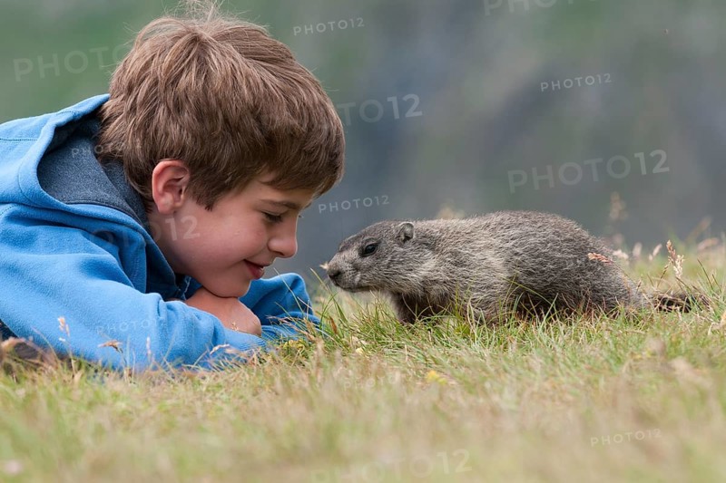 Boy looking at a young curious European Marmot (Marmota marmota)