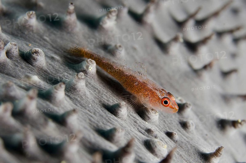 Common Ghost Goby (Pleurosicya mossambica)