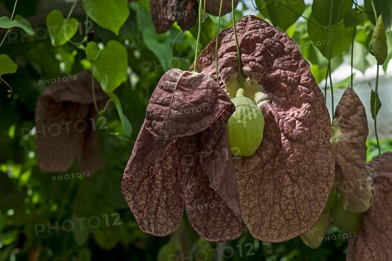 Brazilian Dutchman's Pipe (Aristolochia gigantea)