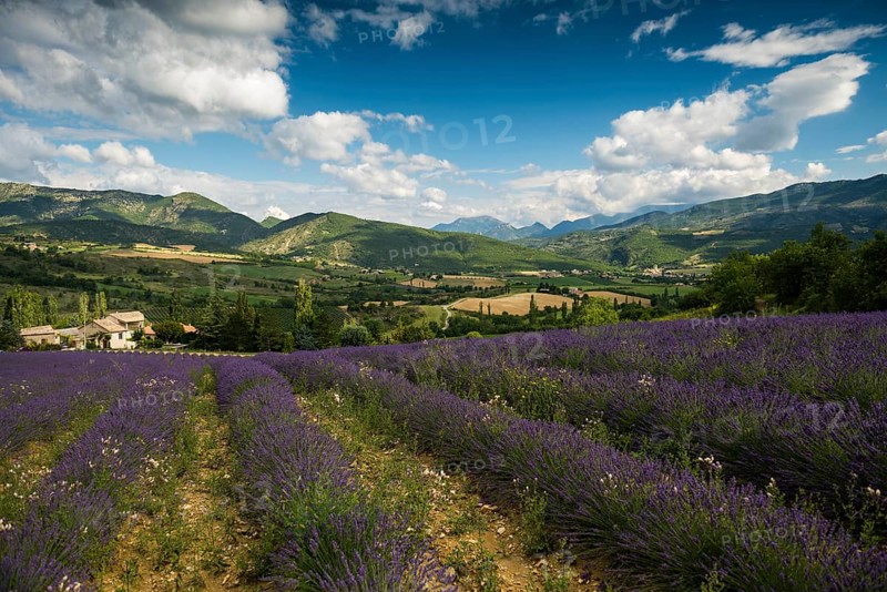 Lavender field